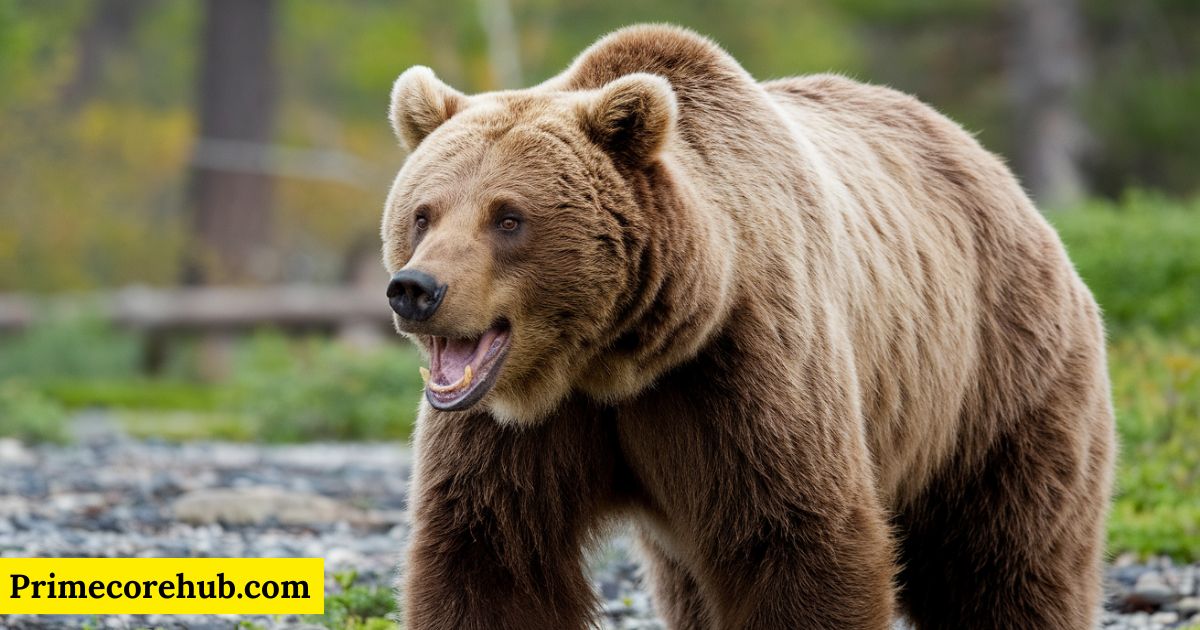 300+ Badass Brown Bear Names With Name Generator