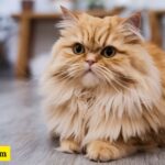 300+ Best Marvel Cat Names: Perfect Superhero Names for Your Feline