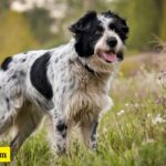 300+ Spotted Dog Names: Unique, Cool, Cute & Fun Ideas