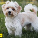 330+ Adorable Maltipoo Dog Names for Your Pup