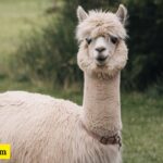 350+ Cool And Catchy Alpaca Names