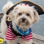 350+ Cute and Catchy Pirate Dog Names