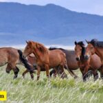 350+ Red Horse Names: Unique, Bold & Perfect Equine Companion