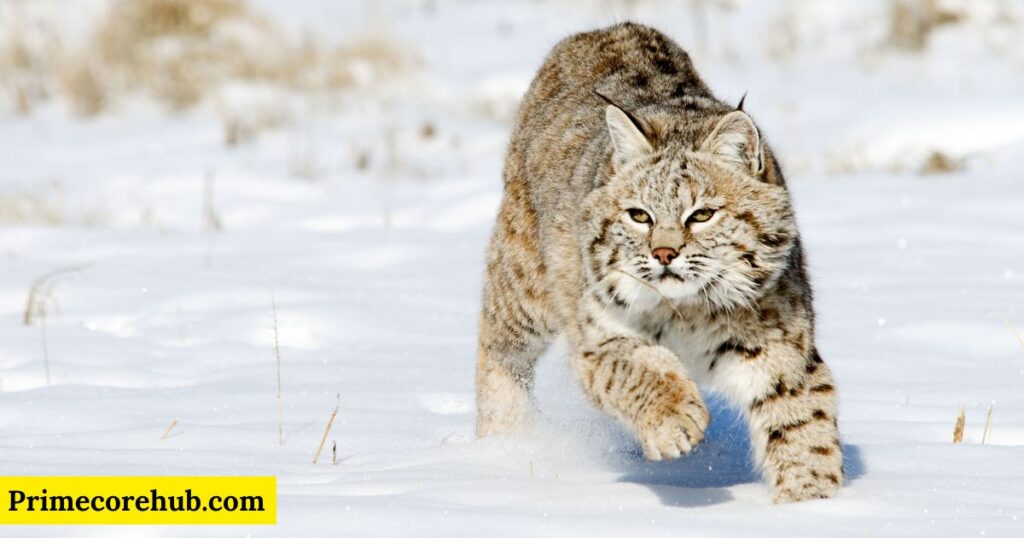 Funny Lynx Names