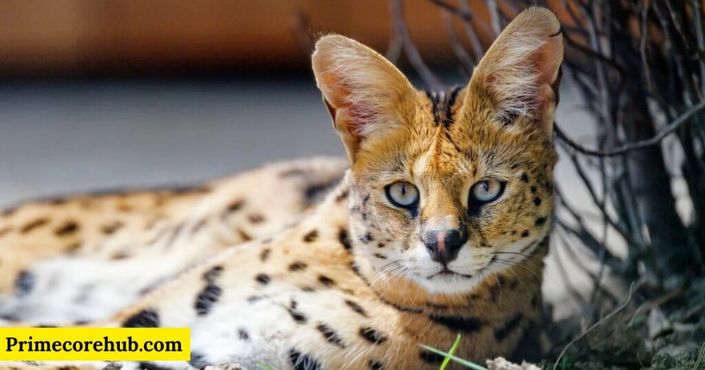 Female Lynx Names