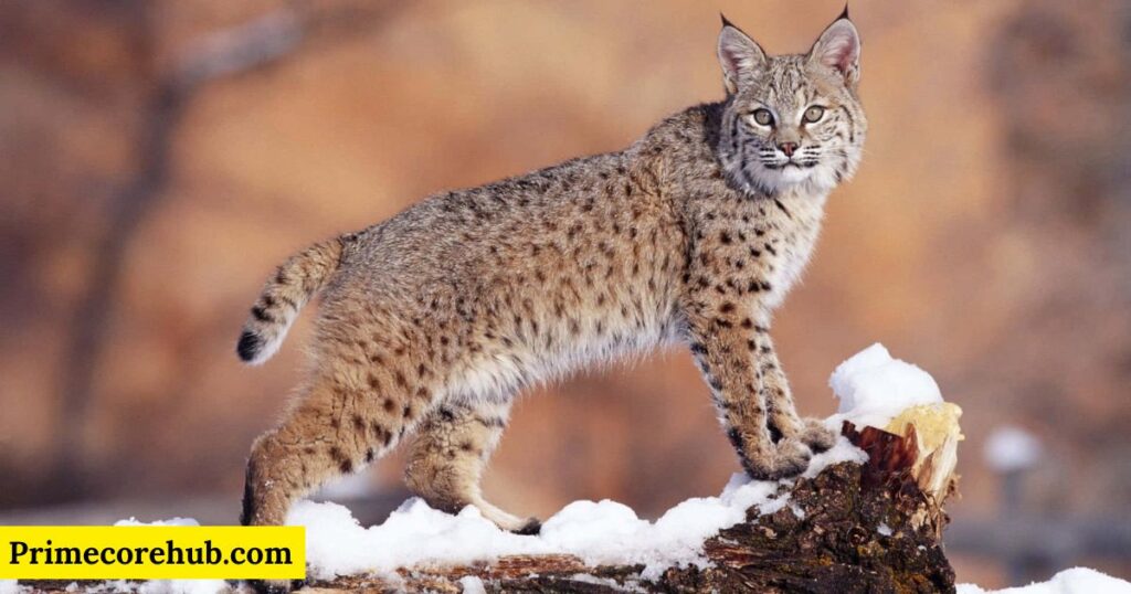 Male Lynx Names