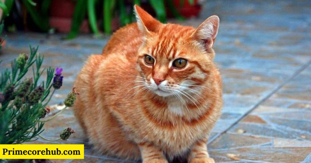 Arabic Orange Cat Names