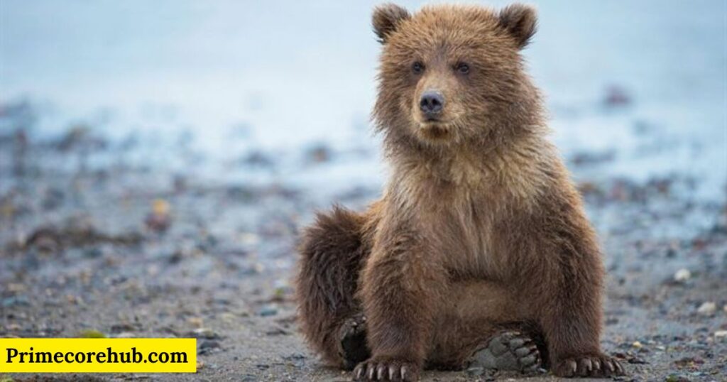 Baby Brown Bear Names