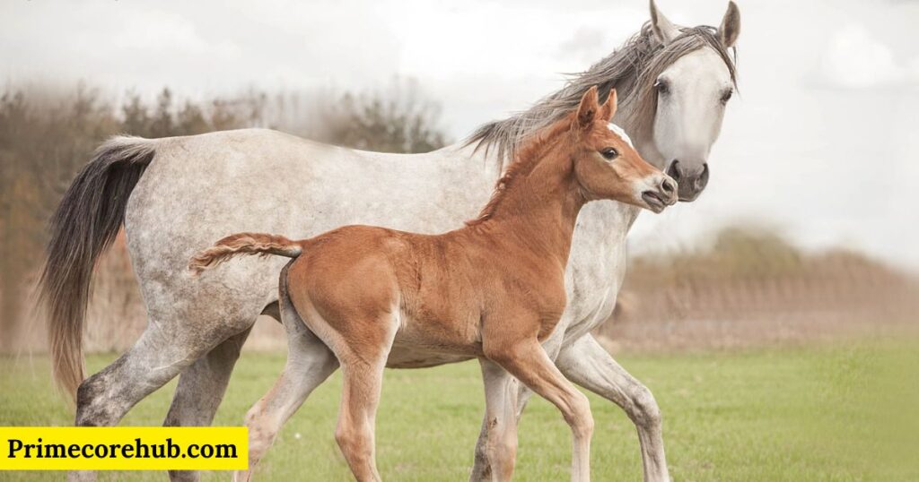 Baby Brown Horse Names