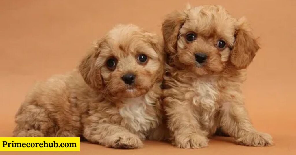 Baby Cavapoo Dog Names