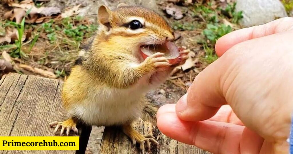 Baby Chipmunk Names