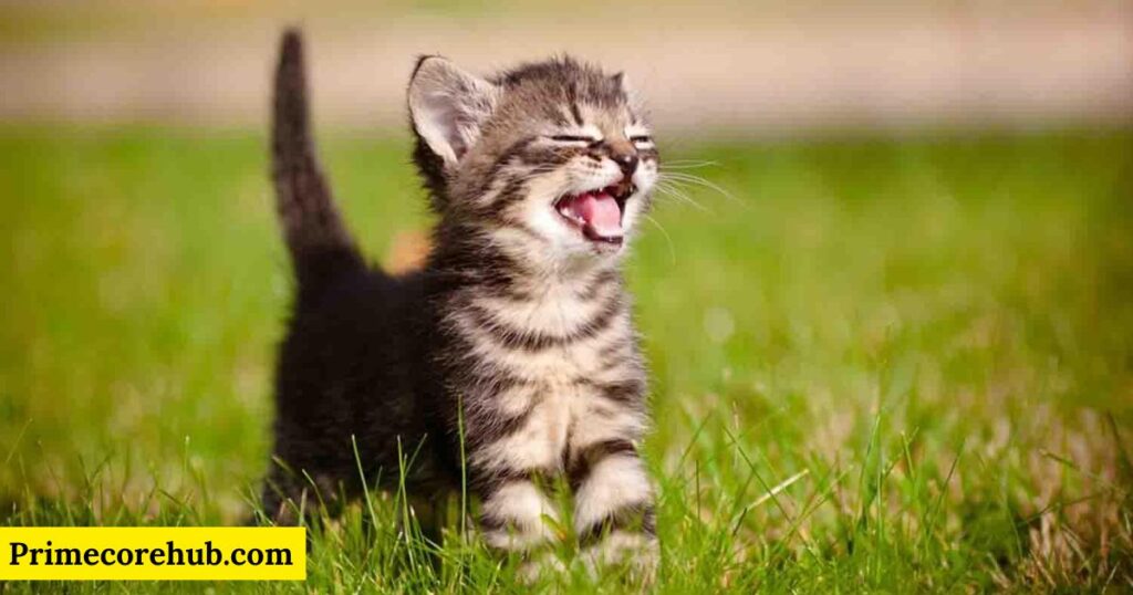 Baby Spiritual Cat Names