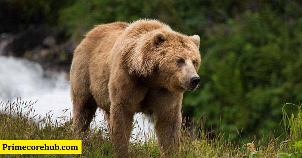 Badass Brown Bear Names