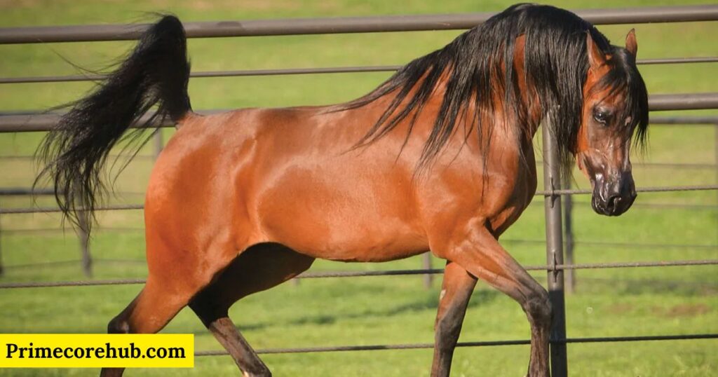 Bay and Brown Horse Names