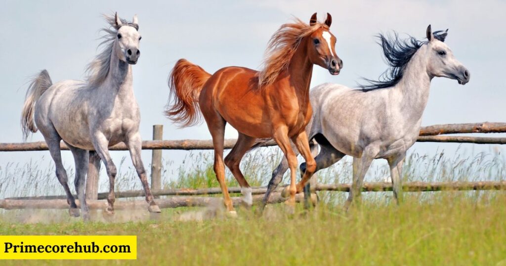 Best Brown Horse Names