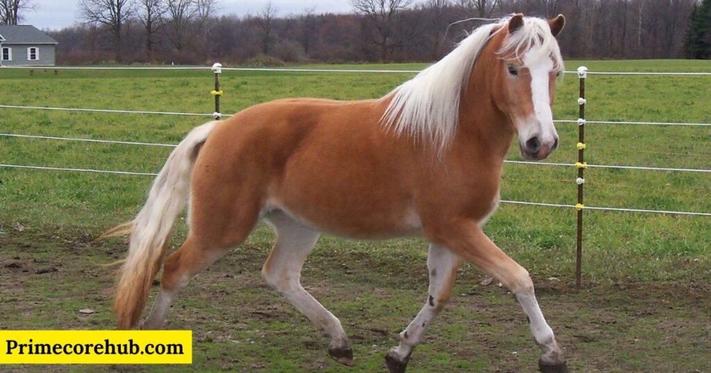 Brown and White Horse Names