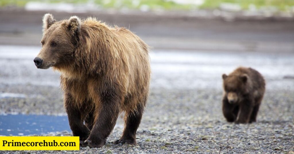 Cute Brown Bear Names