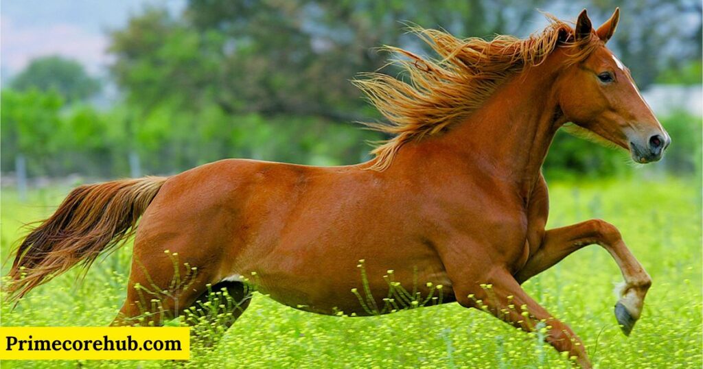 Cute Brown Horse Names