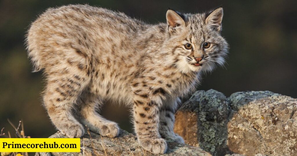 Cute Lynx Names