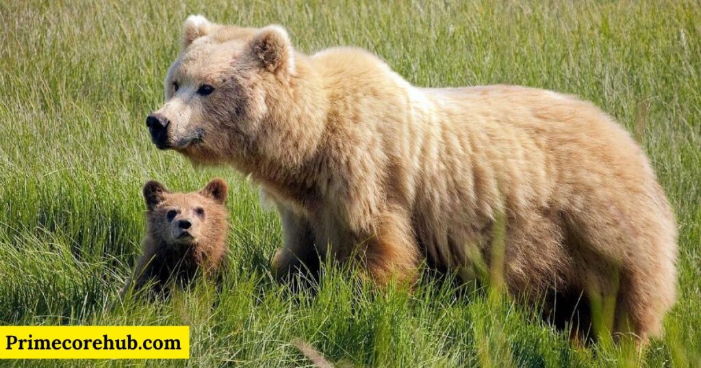 Female Brown Bear Names