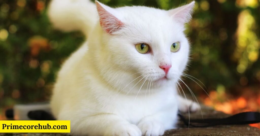 Female White Cat Names