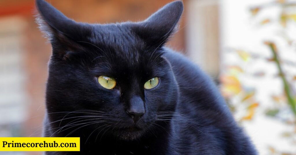 Funny Black Cat Names