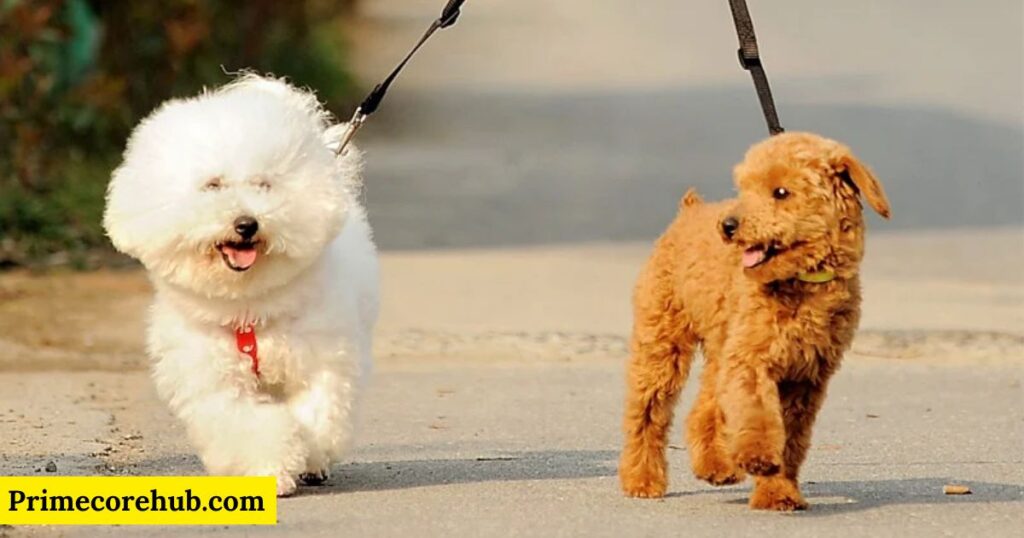 Funny Maltipoo Dog Names