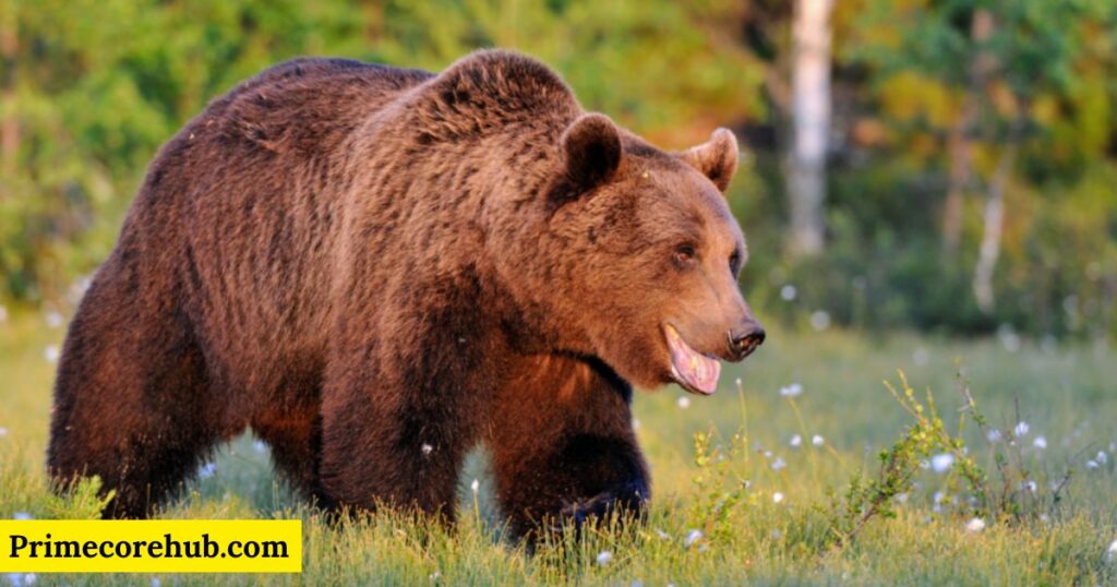 Male Brown Bear Names