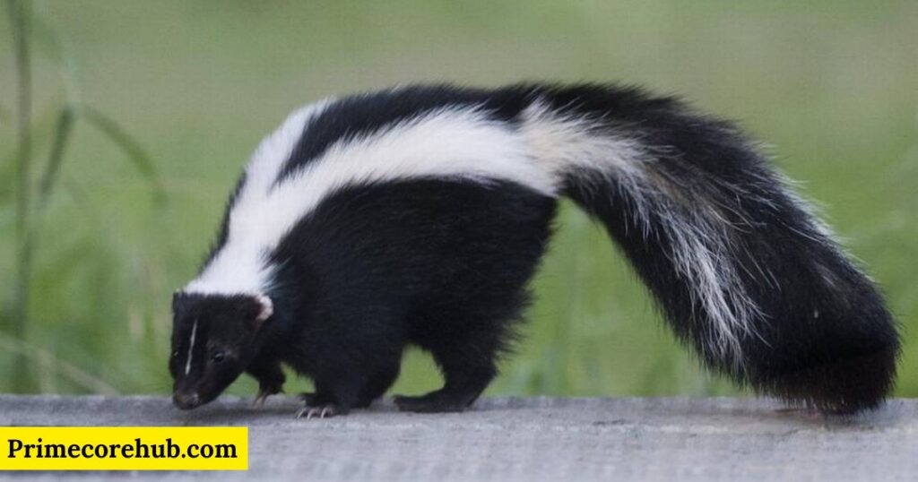 Male Skunk Names