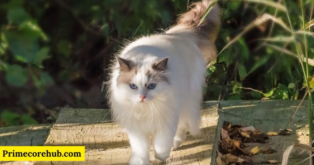 Male White Cat Names