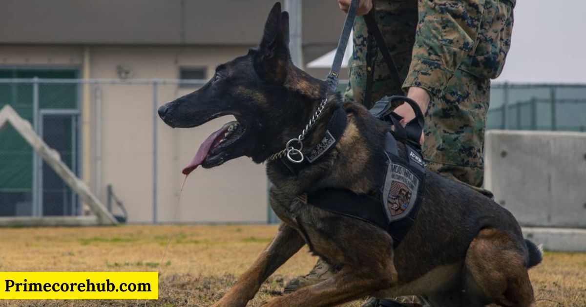 300+ Cool And Badass Military Dog Names With Name Generator