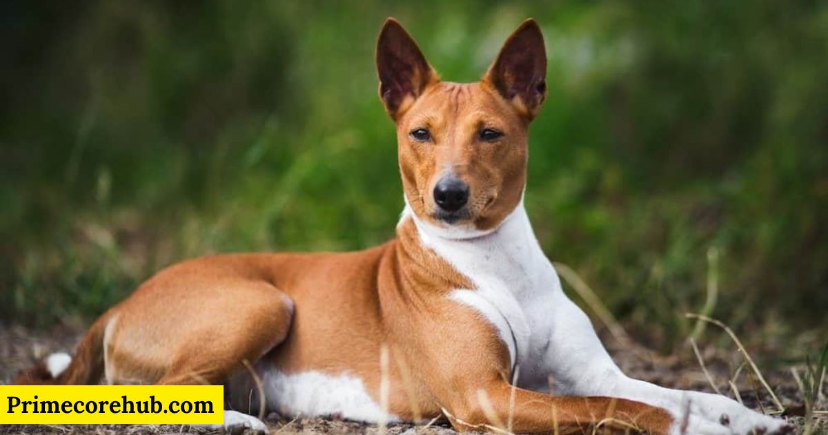 300+ Best Spanish Dog Names for 2025