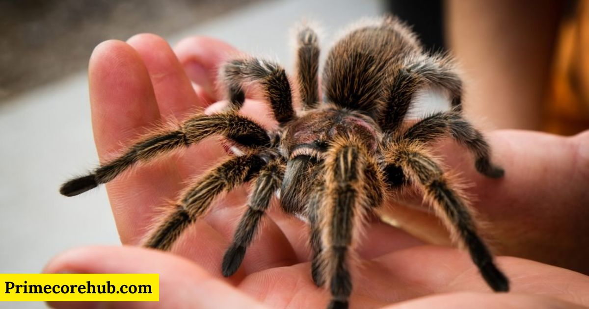 400+ Best Spider Names With Name Generator