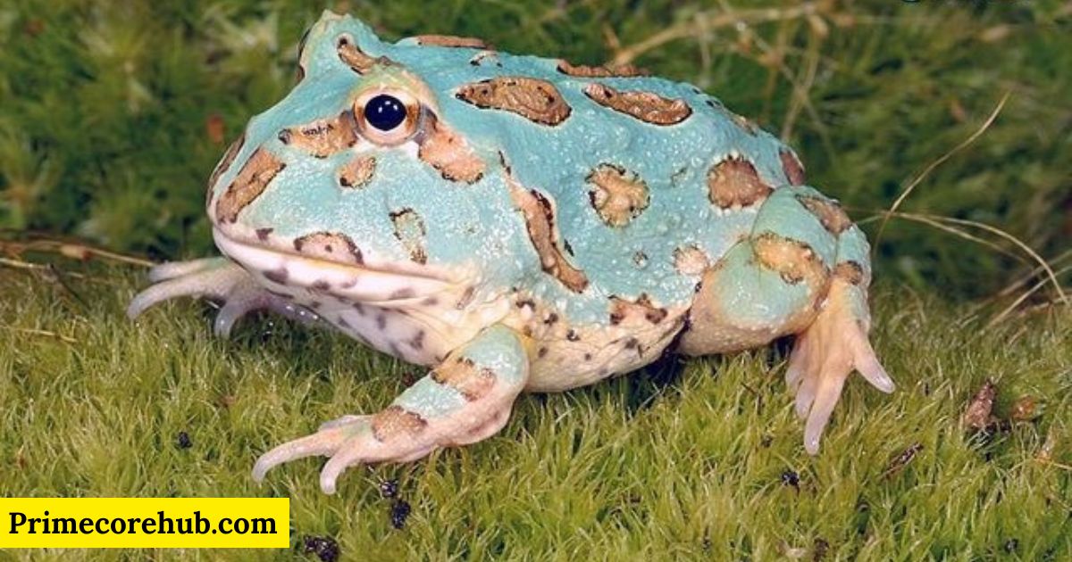 400+ Cute and Funny Frog Names With Name Generator