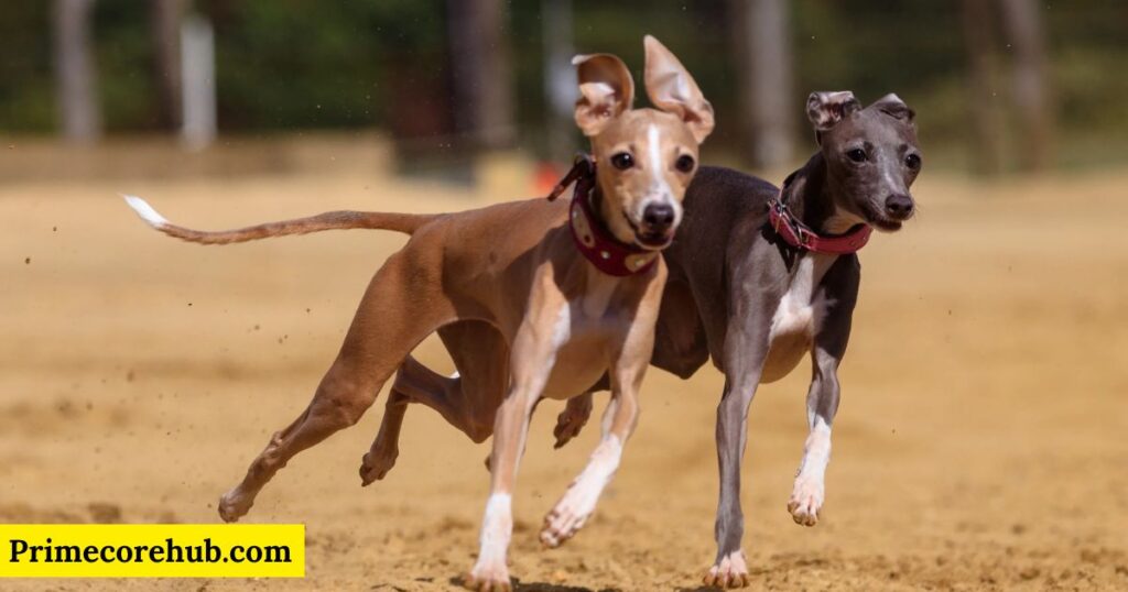 Hunting Hound Dog Names