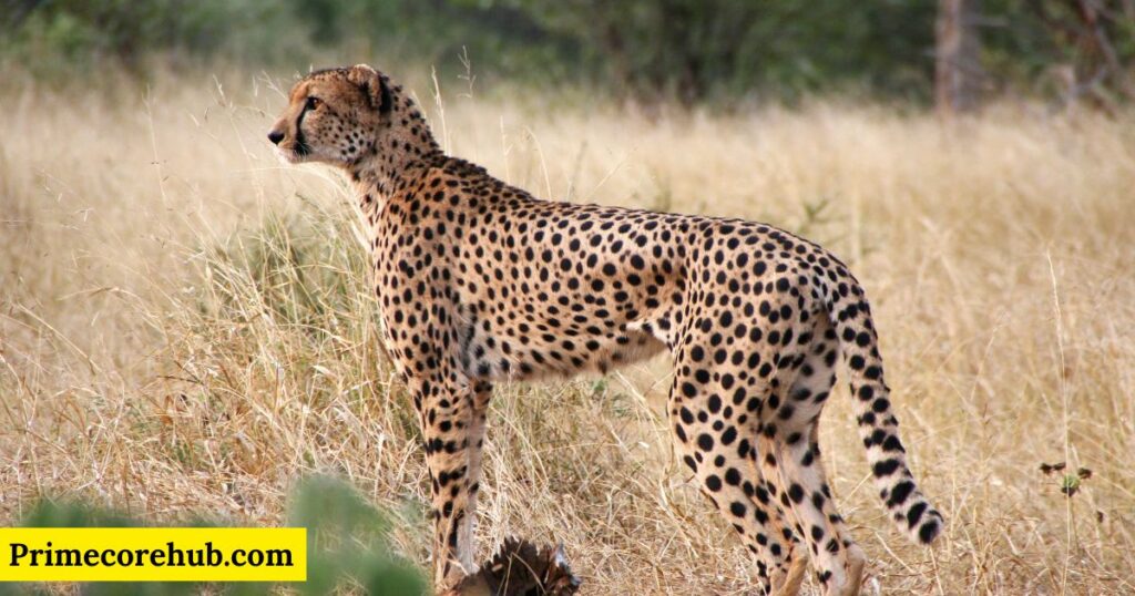 African Cheetah Names