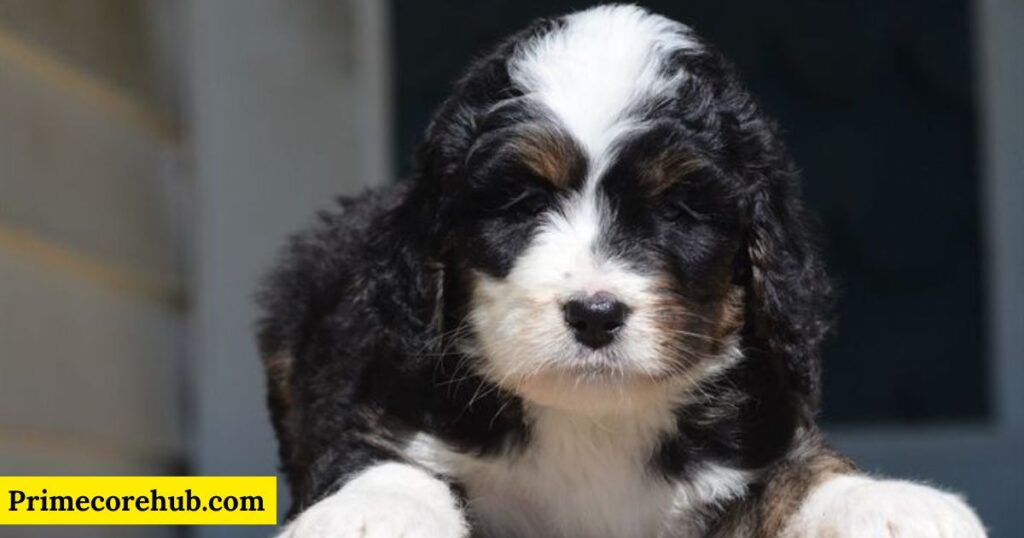 Baby Bernedoodle Dog Names