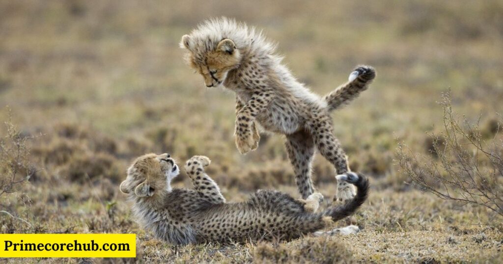 Baby Cheetah Names