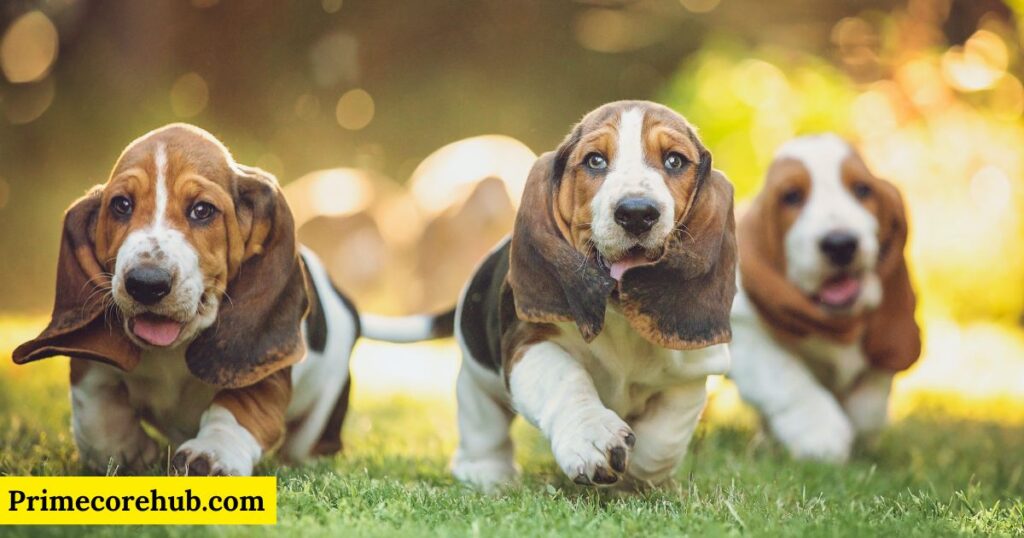 Baby Hound Dog Names