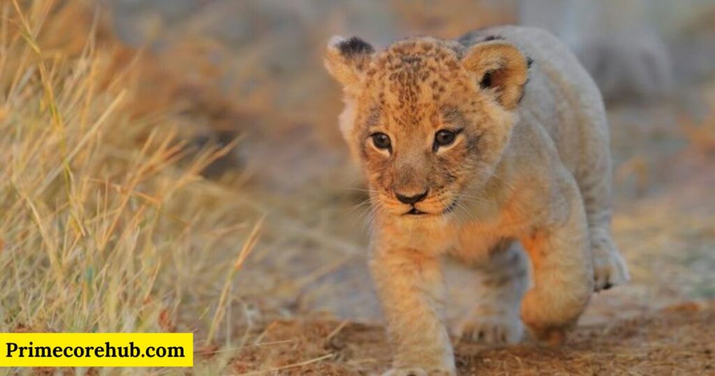 Baby Lion Names