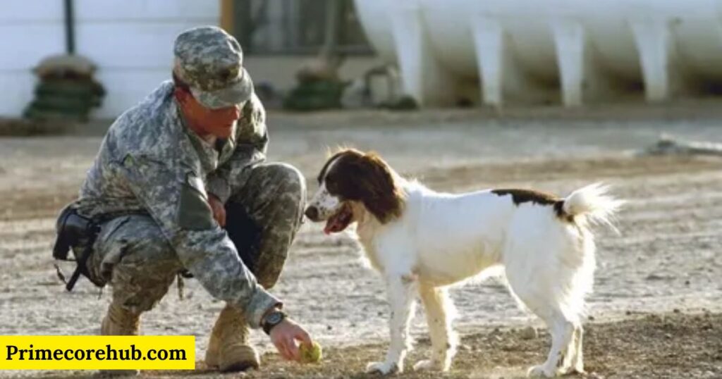 Baby Military Dog Names