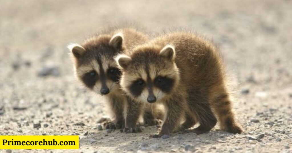 Baby Raccoon Names