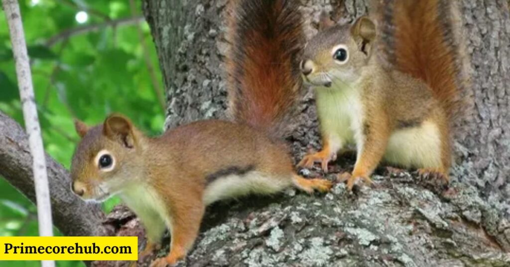 Baby Squirrel Names