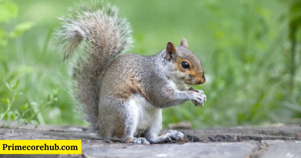 Best Squirrel Names