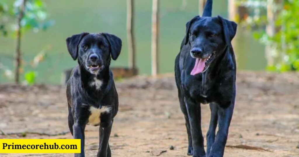 Black Dog Names in Spanish