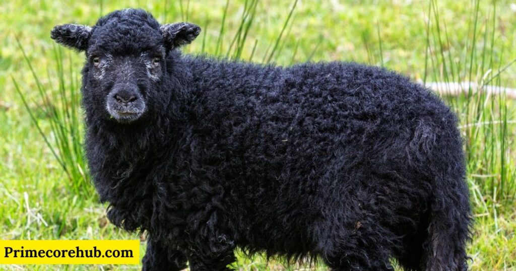 Black Sheep Names