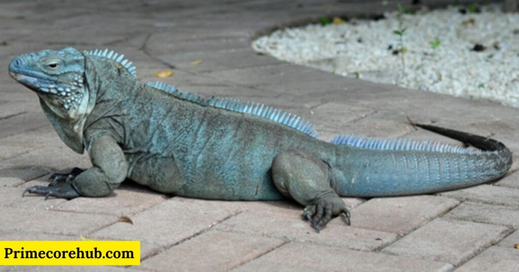 Blue Iguana Names