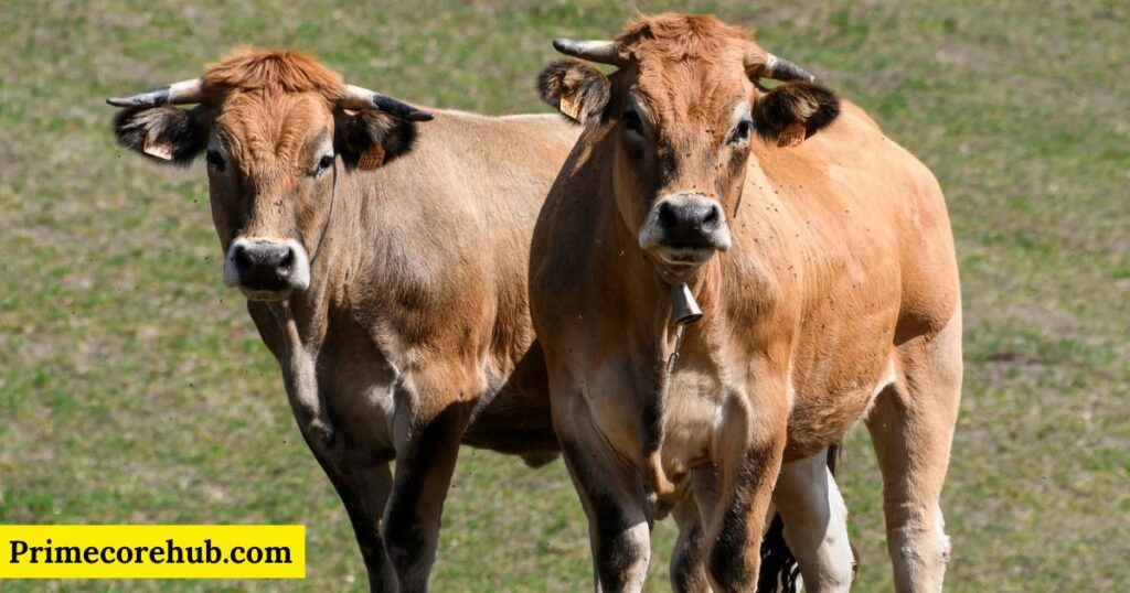 Brown Cow Names