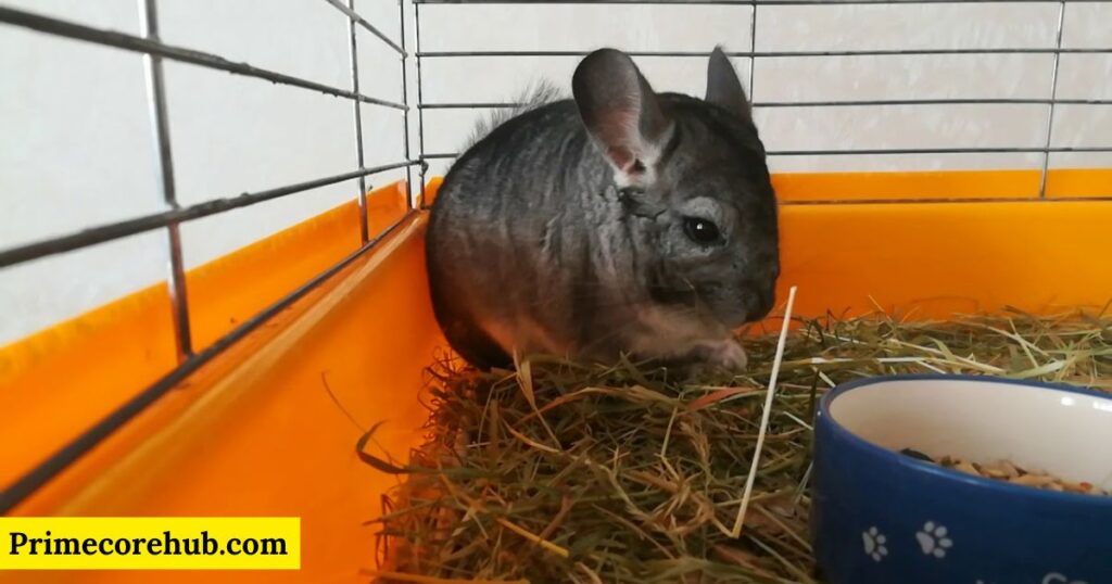 Color-inspired Chinchilla Names