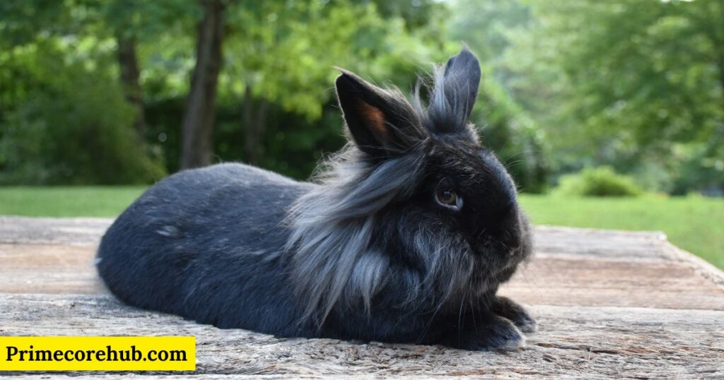 Cute Black Rabbit Names